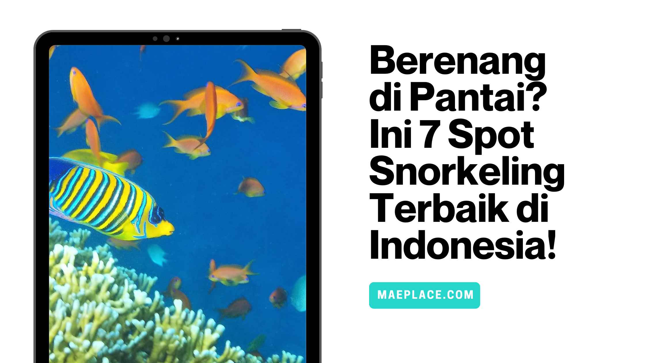 Spot Snorkeling Terbaik di Indonesia