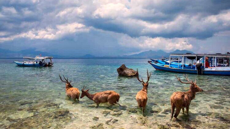 Menjangan Island