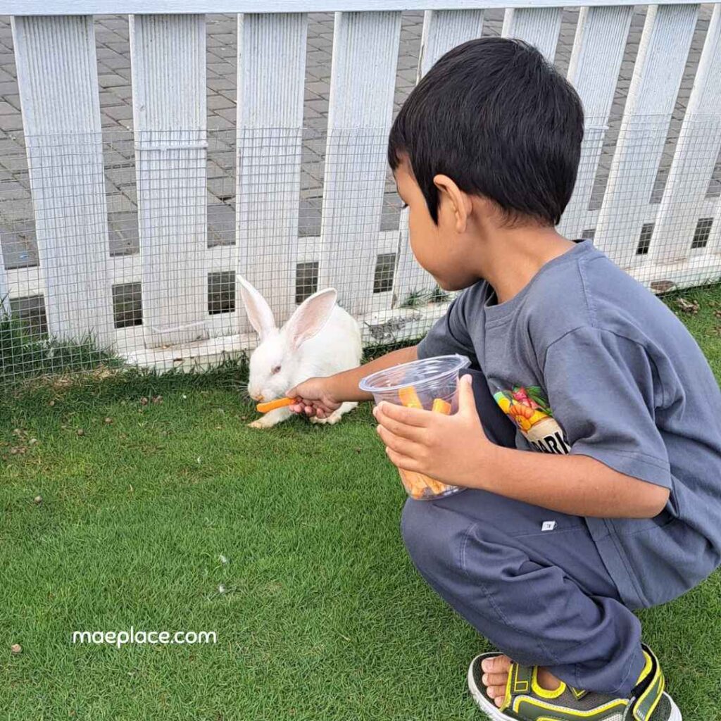 feeding rabbit