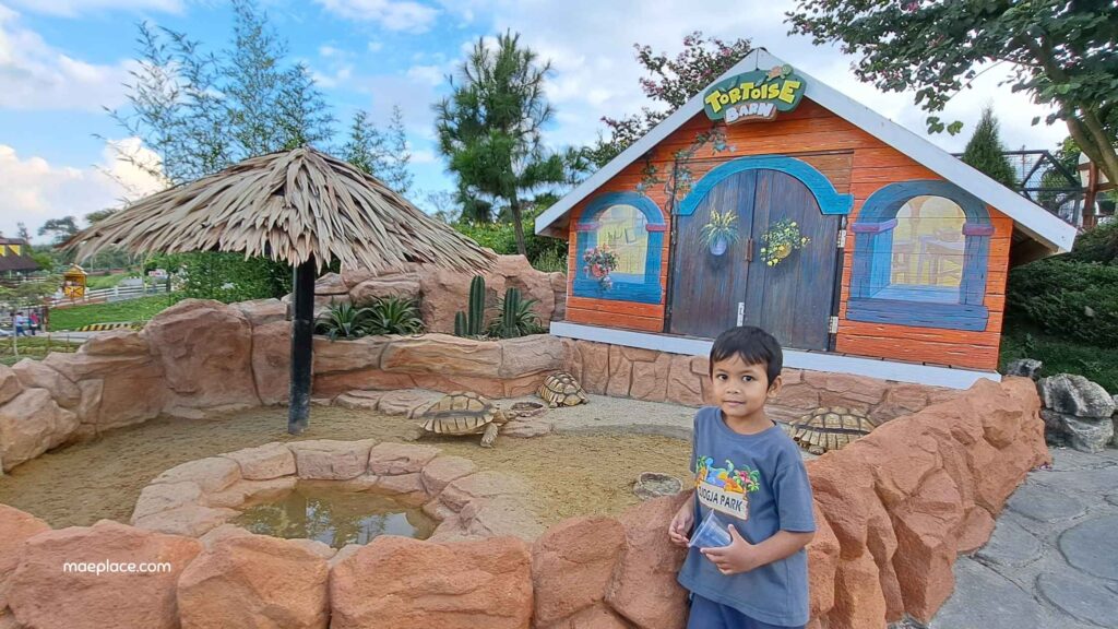 kura-kura di cepogo cheese park
