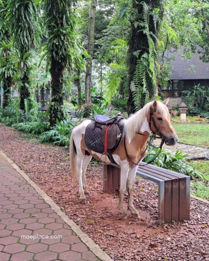 Berkuda di Novotel Bogor
