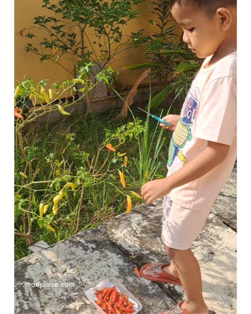 berkebun